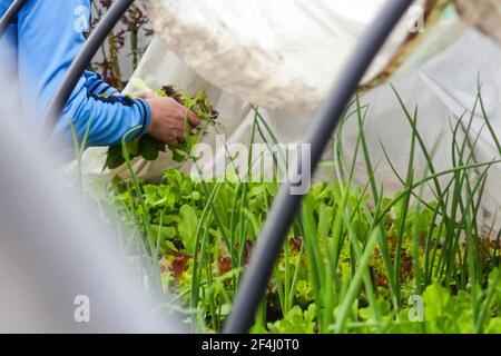 Unschärfe-Frau Gärtnerin sitzt in der Nähe eines niedrigen Tunnel Gewächshaus. Der Landwirt erntet die Salatzwiebeln. Grüne im Gewächshaus Stockfoto