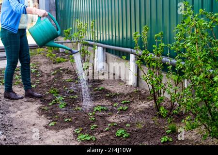 Defokussieren Sie Pflanzen, Erdbeeren auf Beeten aus einer grünen Gießkanne. Unkenntlich Frau Gießen aktuellen Busch Bett mit Gießkanne. Gartenarbeit Stockfoto