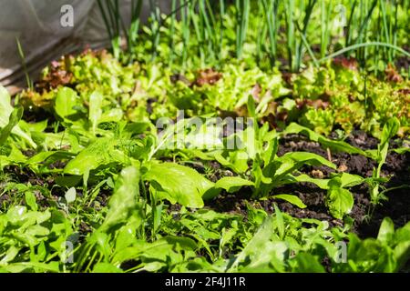 Unschärfe Bio-Bauernhof Gemüseanbau. Zwiebel, Lauch, Aragula, Spinat, Salat, Salat. Grünpflanzen, Grün in Bogen Solarhaus. Ökologischer Landbau Stockfoto