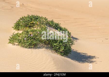 Wildblumen wachsen am Sandstrand. Sea Rocket blüht in voller Blüte. Sea Rocket ist eine Sukkulente - eine niedrig wachsende Pflanze häufig in der Nähe von Meer oder Ozean gefunden. Stockfoto