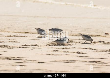 Vögel am Strand. Kleine Vögel (die Größe eines Spatzen) ernähren sich von Wirbellosen in der Surflinie und im Regal. Stockfoto