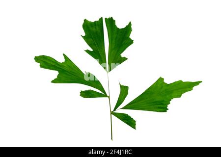 Muster der grünen Blattpflanze (Caryota urens, Fishtail Palm, Wart Fishtail Palm, Caryota mitis Lour) auf weißem Hintergrund.gespeichert mit Clipping Pfad. Stockfoto