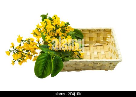 Geschlossene gelbe Blume von birmanischem Rosenholz oder Pterocarpus indicus Willd, Burma Padauk und grünes Blatt im Korb isoliert auf weiß Hintergrund.gespeichert mit Stockfoto