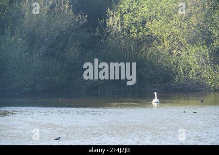 Friedliche Szene. See und Silhouette von Vögeln, Pelikan und Enten schwimmend auf dem Wasser. Rushes und Sumpfpflanzen am Seeufer im Hintergrund Stockfoto