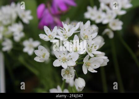 allium neapolitanum Stockfoto