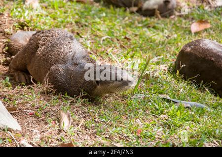 Glatter Fischotter (Lutrogale perspicillata) liegt auf dem Boden, um im Bishan-Ang Mo Kio Park Singapur Staubbaden zu machen. Stockfoto