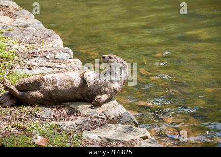 Glatter Fischotter (Lutrogale perspicillata) liegt auf dem Boden, um im Bishan-Ang Mo Kio Park Singapur Staubbaden zu machen. Stockfoto