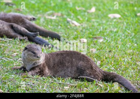 Glatter Fischotter (Lutrogale perspicillata) liegt auf dem Boden, um im Bishan-Ang Mo Kio Park Singapur Staubbaden zu machen. Stockfoto