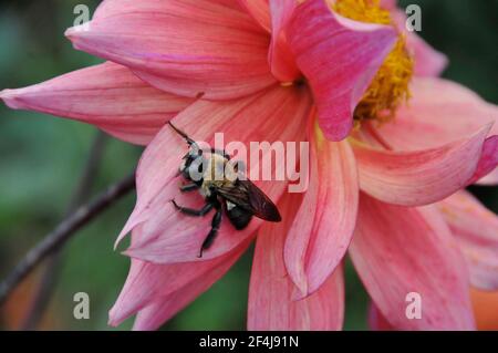 Hummel sitzt auf einem rosa Blütenblatt einer einzigen Dahlie Stockfoto