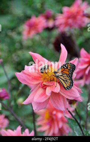 Monarch Butterfly Danaus plexippus und Bee auf dem gleichen Rosa Dahlia Stockfoto Stockfoto