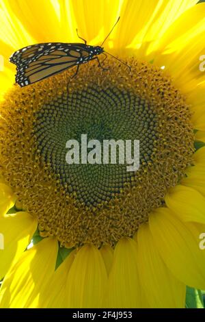 Die riesige russische Mammut-Sonnenblume zieht einen Monarchen-Schmetterling an Stockfoto