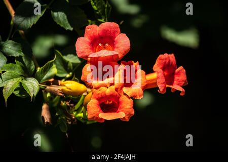 Rote Blüten von Campsis grandiflora entlang der Straße in Blüte im Sommer auf dunklem Hintergrund. Campsis grandiflora, allgemein bekannt als die Chinesen Stockfoto
