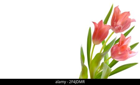 Bouquet von realistischen Tulpen auf weißem Hintergrund. Zusammensetzung der rosa Tulpen Knospen. Vorlage für Einladungskarte, Banner, Poster mit Frühlingsblumen Stock Vektor