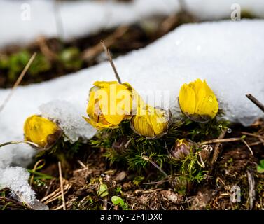 Gelbes Auge des Fasans. Frühlingsblume auf kalkhaltiger trockener Wiese Stockfoto