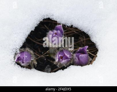 Wildblumen ( Kuhschelle, Küchenschelle ) im Frühjahr in Schnee eingebettet - Europäische Passblume (Pulsatilla vulgaris) Stockfoto