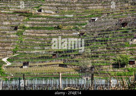 Die berühmten terrassenförmigen Weinberge in der Wachau an der Donau, Österreich Stockfoto