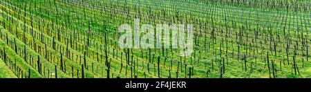 Panoramablick auf den Weinberg in der Wachau bei Dürnstein im Frühjahr Stockfoto