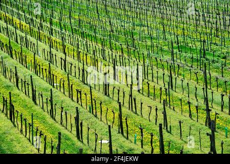 Panoramablick auf den Weinberg in der Wachau bei Dürnstein im Frühjahr Stockfoto