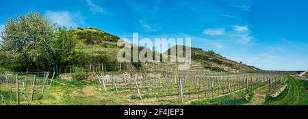 Panoramablick auf den Weinberg in der Wachau bei Dürnstein im Frühjahr Stockfoto