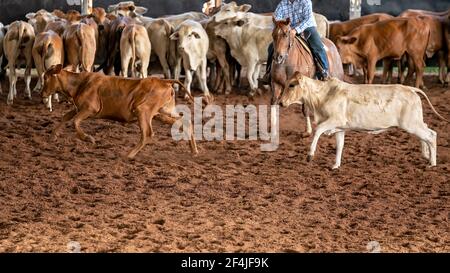 Pferd und Reiter schneiden ein Kalb aus der Herde In einem Wettbewerb in einer Rodeo-Arena Stockfoto