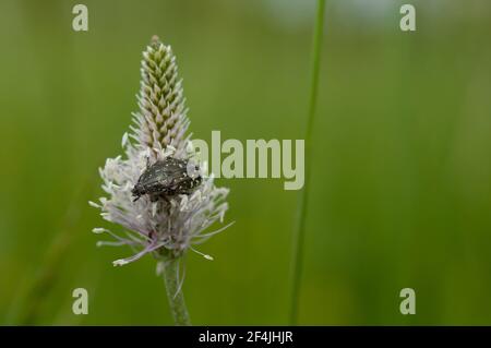 Ein weiß gefleckter Rosenkäfer (Oxythyrea funesta, Cetoniidae), der auf einer Pflanze sitzt Stockfoto
