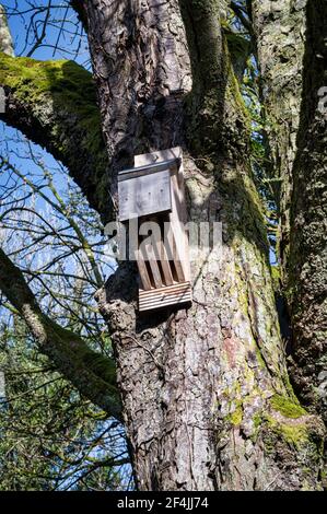 Hölzerne Fledermaus Haus an einem Baum in Irland angeschlossen Stockfoto