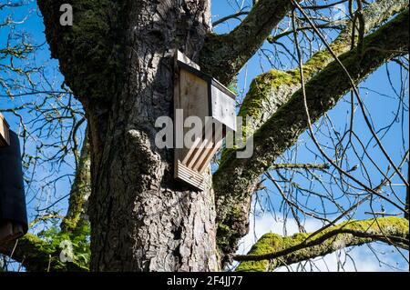 Hölzerne Fledermaus Haus an einem Baum in Irland angeschlossen Stockfoto