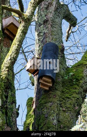 Hölzerne Fledermaus Häuser an einem Baum in Irland befestigt Stockfoto