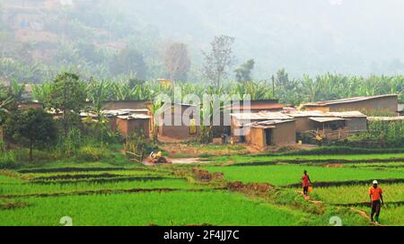 Landwirtschaftliche Landschaften in Ruanda. Stockfoto