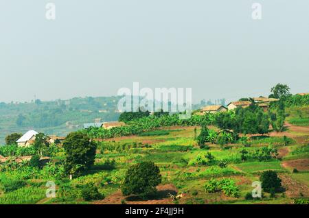 Landwirtschaftliche Landschaften in Ruanda. Stockfoto