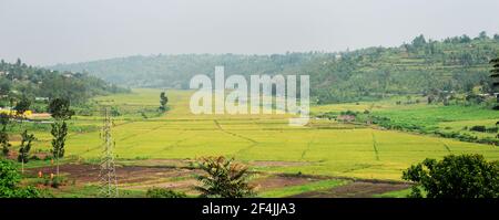 Paddy Fields im Süden Ruandas. Stockfoto