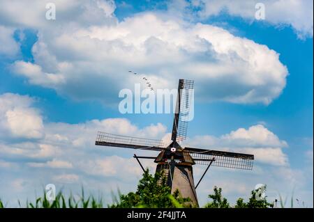 Entenschar, die über einer traditionellen niederländischen Windmühle in Kinderdijk, Niederlande, fliegt Stockfoto