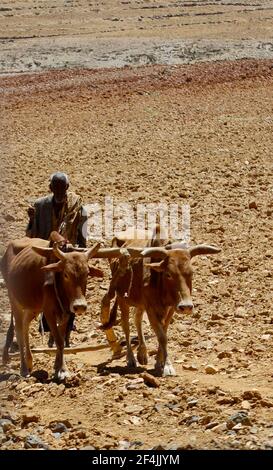 Ein Tigray Bauer pflügt sein Land mit seinen Stieren. Stockfoto