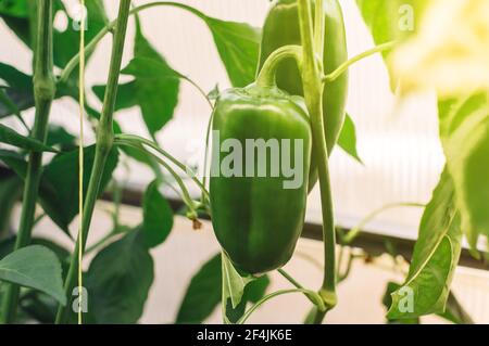 Schöne große wachsende Paprika in einem Gewächshaus Nahaufnahme. Frisches saftiges Paprika auf einem Buschzweig im Sonnenlicht. Landwirtschaft - große Paprika Stockfoto