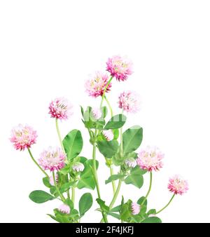 Wildes Rotklee (Trifolium pratense) Blüten. Isoliert auf weißem Hintergrund. Klee Blume von rosa Farbe Stockfoto