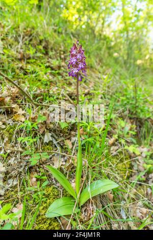 Blühende Dame Orchidee in einem Wald Stockfoto