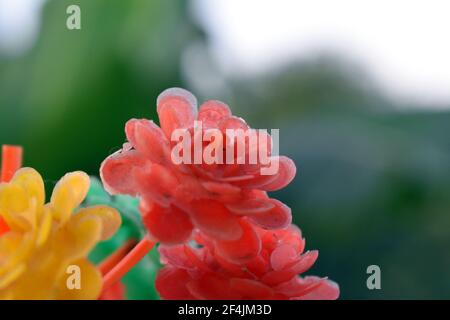 Plastikblumen. Selektiver Bildfokus. Stockfoto