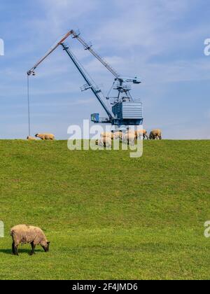 Schafe weiden auf dem Deich zum Hafen in Orsoy, Nordrhein-Westfalen, Deutschland Stockfoto