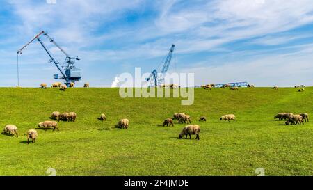 Schafe weiden auf dem Deich zum Hafen in Orsoy, Nordrhein-Westfalen, Deutschland Stockfoto