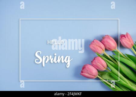 Rosa Tulpen Blumen auf blauem Hintergrund. Karte für Muttertag, 8. März, Frohe Ostern. Hallo Frühling und ostern Konzept mit schönen frischen Tulpen. Flach Stockfoto