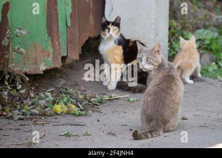 Die hässliche haarlose Katze auf einer Straße. Schals auf Katzengesicht. Stockfoto