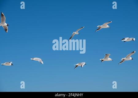 Schar von Möwen fliegen in den Himmel. Stockfoto