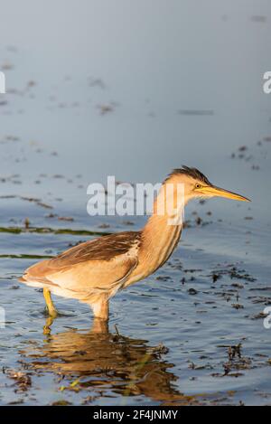 Eurasische Bittern oder Botaurus stellaris Jagd im Wasser des Teiches oder Sees. Stockfoto