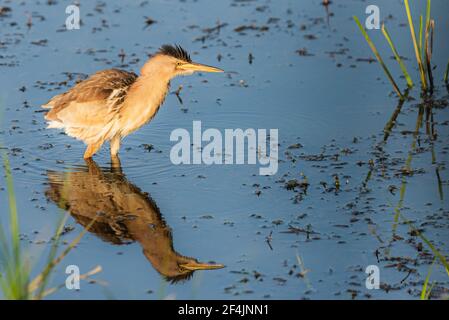 Eurasische Bittern oder Botaurus stellaris Jagd im Wasser des Teiches oder Sees. Stockfoto