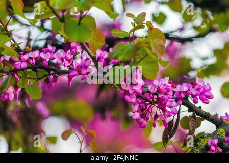 Europäischer Cercis, oder Judas Baum, oder europäischer Scharlach. Nahaufnahme von rosa Blüten des Cercis siliquastrum. Cercis ist ein Baum oder Strauch, eine Art des Genus Stockfoto