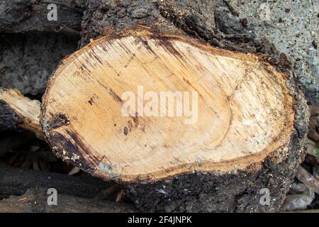 Holzstämme Textur Hintergrund zum Schnitzen Stockfoto