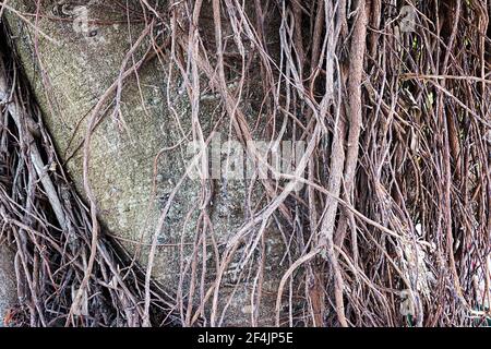 Wurzeln des alten Baumes ohne Boden - organischer Hintergrund, Textur Stockfoto