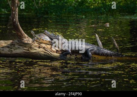 Ein Alligator, der seinen Kopf auf dem Rücken einer Schildkröte ruht, während er sich auf einem Baumstamm sonnen. Stockfoto