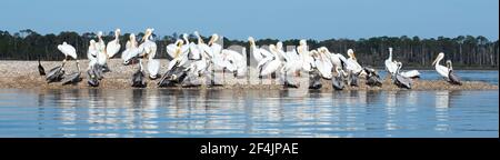 Eine Gruppe von weißen und braunen Pelikanen, die sich auf einer Sandbank versammelten, als die Flut aufsteigt. Stockfoto