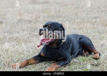 Schwarzer Hund liegt auf trockenem Gras mit offenem Mund. Der stattliche Rottweiler ruht auf einem Feld, nachdem er den Boden gegraben hat. Sandkörner um die Augen eines Stockfoto